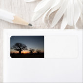 Sacred Baobabs Etiket (Insitu)