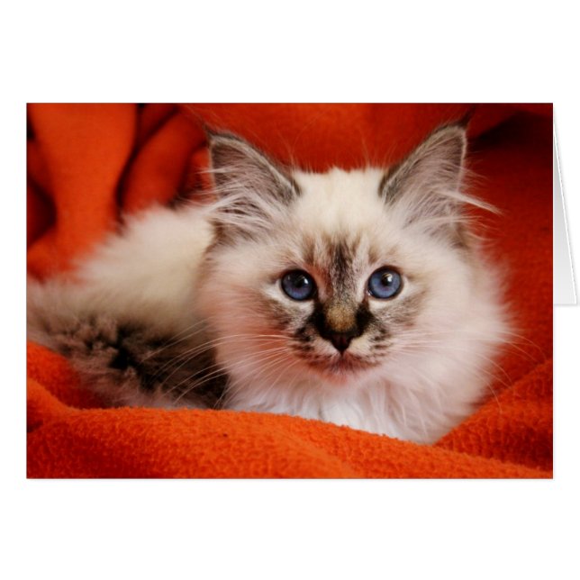 Sacred Birman Kitten (Voorkant Horizontaal)