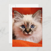 Sacred Birman Kitten Briefkaart (Voorkant / Achterkant)