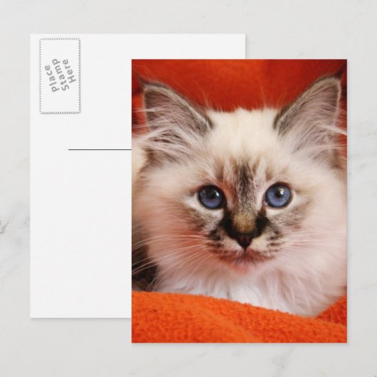 Sacred Birman Kitten Briefkaart (Voorkant / Achterkant)