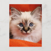Sacred Birman Kitten Briefkaart (Voorkant)