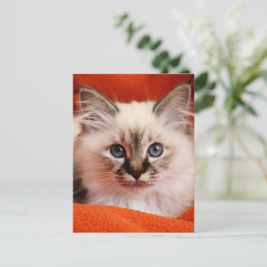 Sacred Birman Kitten Briefkaart (Staand voorkant)