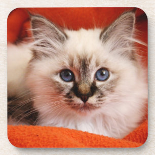 Sacred Birman Kitten Drankjes Onderzetter