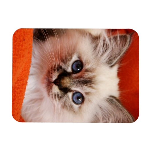 Sacred Birman Kitten Magneet (Horizontaal)