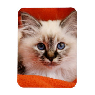 Sacred Birman Kitten Magneet