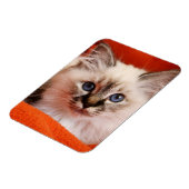 Sacred Birman Kitten Magneet (Linkerzijde)