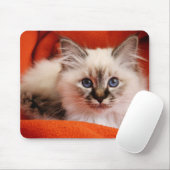 Sacred Birman Kitten Muismat (Met muis)