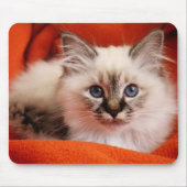 Sacred Birman Kitten Muismat (Voorkant)