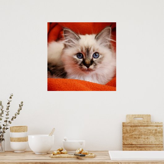 Sacred Birman Kitten Poster (Keuken)