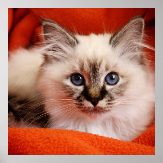 Sacred Birman Kitten Poster (Voorkant)