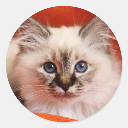 Sacred Birman Kitten Ronde Sticker (Voorkant)
