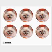 Sacred Birman Kitten Ronde Sticker (Vel)
