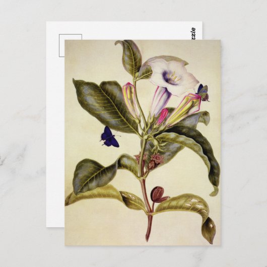  Sacred datura and blue butterfly  Briefkaart (Voorkant / Achterkant)