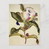  Sacred datura and blue butterfly  Briefkaart (Voorkant)