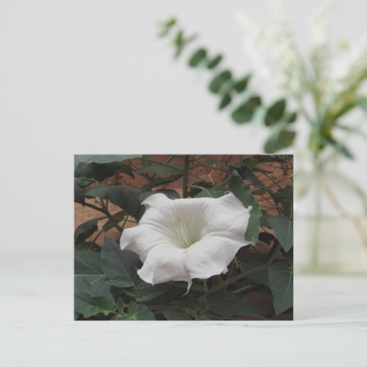 Sacred Datura Briefkaart (Staand voorkant)