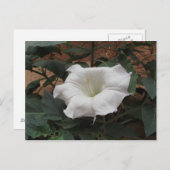 Sacred Datura Briefkaart (Voorkant / Achterkant)