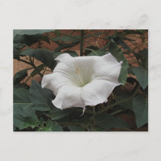 Sacred Datura Briefkaart