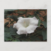 Sacred Datura Briefkaart (Voorkant)