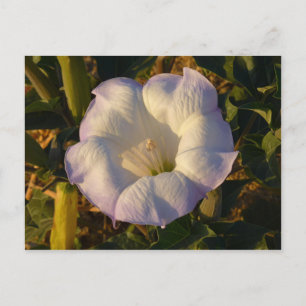 Sacred Datura Flower Wildflower Briefkaart