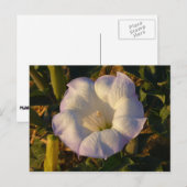 Sacred Datura Flower Wildflower Briefkaart (Voorkant / Achterkant)