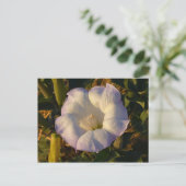 Sacred Datura Flower Wildflower Briefkaart (Staand voorkant)