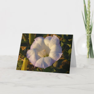 Sacred Datura Flower Wildflower Kaart