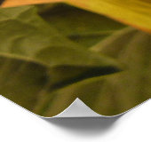 Sacred Datura Flower Wildflower Poster (Hoek)