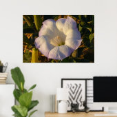 Sacred Datura Flower Wildflower Poster (Thuiskantoor)