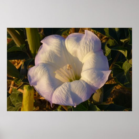 Sacred Datura Flower Wildflower Poster (Voorkant)