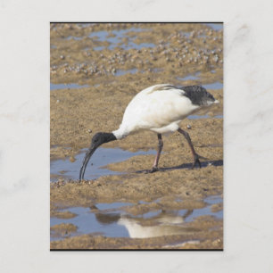 Sacred Ibis Briefkaart