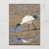 Sacred Ibis Briefkaart (Voorkant)