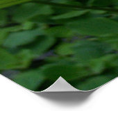 Sacred Lotus Flower Nelumbo Nucifera Poster (Hoek)