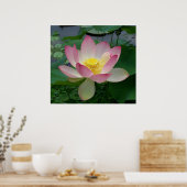 Sacred Lotus Flower Nelumbo Nucifera Poster (Keuken)