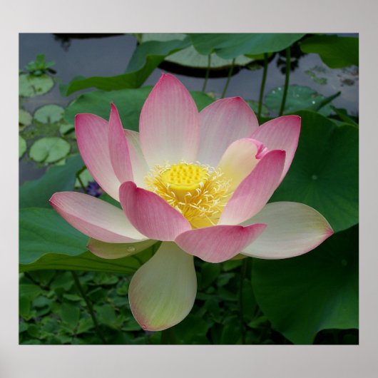 Sacred Lotus Flower Nelumbo Nucifera Poster (Voorkant)