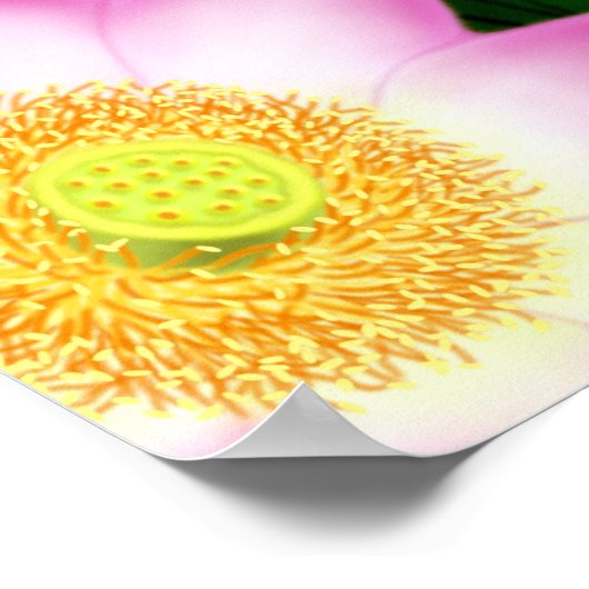 Sacred Lotus Flowers Poster (Hoek)