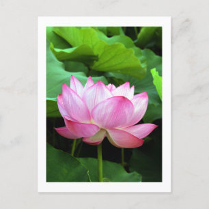 Sacred Lotus: Japan Briefkaart