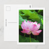 Sacred Lotus: Japan Briefkaart (Voorkant / Achterkant)