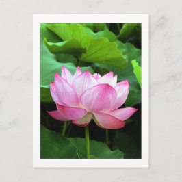 Sacred Lotus: Japan Briefkaart