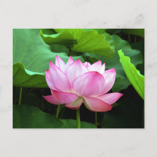 Sacred Lotus: Japan Briefkaart