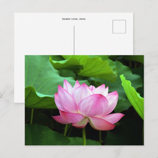 Sacred Lotus: Japan Briefkaart (Voorkant / Achterkant)