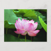 Sacred Lotus: Japan Briefkaart (Voorkant)