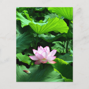 Sacred Lotus: Japan Briefkaart