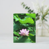 Sacred Lotus: Japan Briefkaart (Staand voorkant)