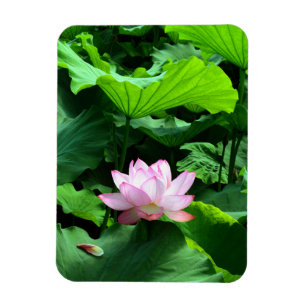 Sacred Lotus: Japan Magneet