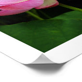 Sacred Lotus: Japan Poster (Hoek)