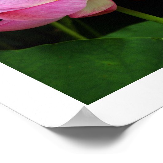 Sacred Lotus: Japan Poster (Hoek)