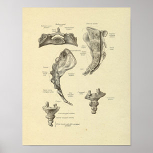 Sacrum Coccyx Anatomie Spine Botten Afdrukken Poster