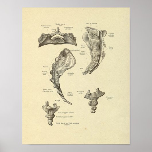 Sacrum Coccyx Anatomine Botten Afdrukken Poster (Voorkant)