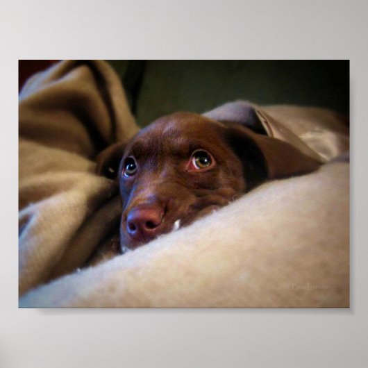 Sad Chocolate Lab Pittie puppy dog Poster (Voorkant)