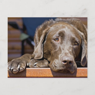 Sad Chocolate Lab Portret Foto Briefkaart